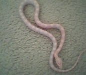 baby gobby.jpg