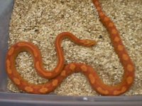 Ultra Hypo Motley.JPG
