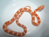 h_creamsicle.jpg