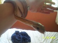snakes 032.jpg