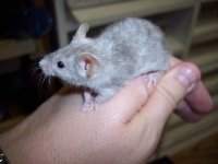 Blue Merle Mouse.jpg