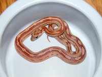 92-4-1m.JPG