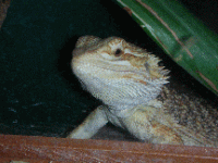 DSCN0374.gif