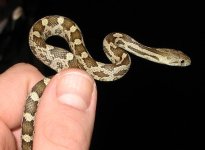 2-11-06 rat.JPG
