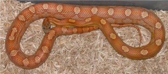 03 Motley het butter (M).JPG