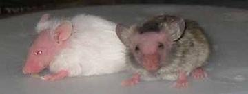 MouseLIONS.jpg