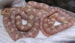 2Albinos.JPG