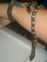snakes 002.jpg