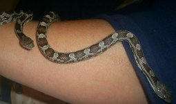 snakes 003.jpg