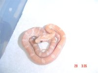 new additions 005 (Small).jpg