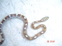 caramel mot 001 (Small).jpg