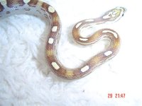 caramel mot 002 (Small).jpg