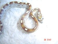 caramel mot 003 (Small).jpg