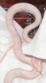 Barbie1.jpg