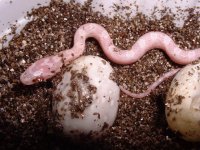 hatching3.jpg