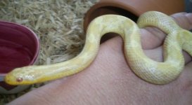 salmissra 014.jpg
