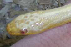 salmissra 015.jpg