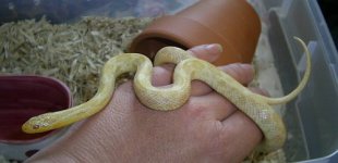 salmissra 016.jpg