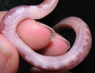 WhatsitBelly.JPG