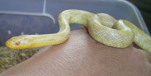 salmissra 017.jpg