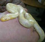 salmissra 021.jpg