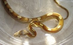 Caramel mot mine 8.jpg