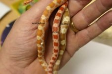 butteramelamelyellow.jpg