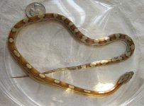 Caramel mot mine 6.jpg