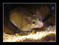 Spiney Mouse small.jpg