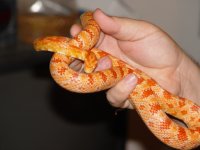 pets 025.jpg