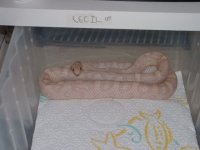 rescecil.jpg