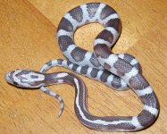 stripemmfbabe.jpg