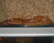 snake 2.jpg