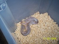 snakes 033.jpg