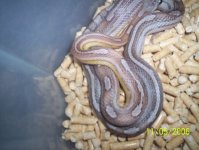 snakes 034.jpg