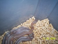 snakes 035.jpg