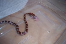 Snake 004.jpg