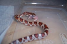 Snake 006.jpg
