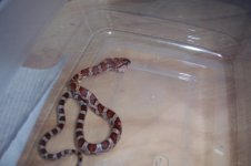 Snake 008.jpg