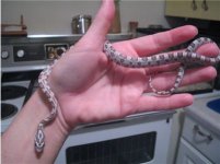 Babycorn #1 10-23-05.jpg