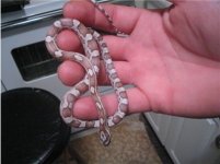 babycorn #3 10-23-05.jpg