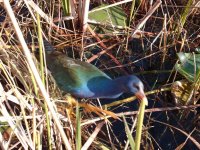 Pretty Everglade Bird.jpg