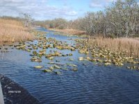 Everglades.jpg