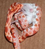 nyoka 3.jpg