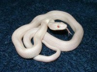 Leucistic_Tx_Ratsnake.jpg