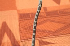 cartail1.jpg
