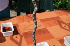 cartail2.jpg
