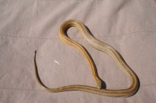 carmale4.jpg