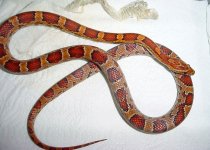 Patsey-all-arial-viv-Good-5.jpg