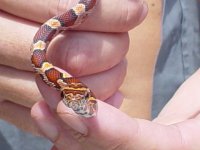 newsnake3.jpg